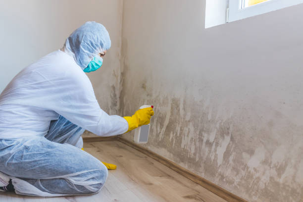 Licensed Mold Inspection service in White Marsh, MD - WQB Mold Removal