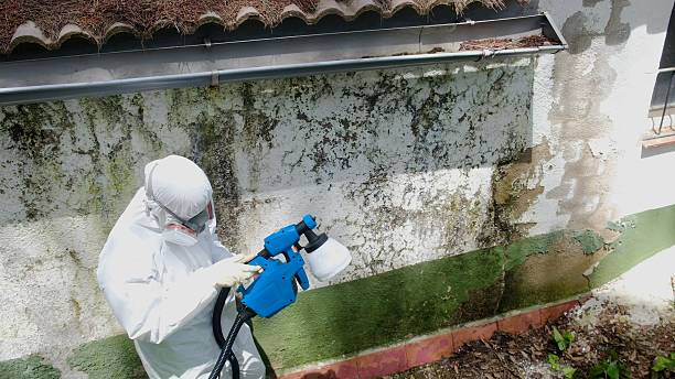 Top rated local Mold Inspection specialists in White Marsh, MD